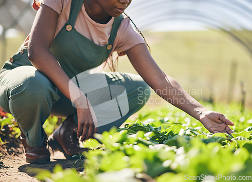 Image of Person hands, farmer and greenhouse, vegetables or gardening for agriculture or farming business and growth in field. Worker and green lettuce or plants for sustainability, food and quality assurance