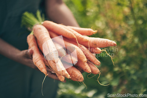 Image of Farmer, person hands and carrots in agriculture, farming and sustainability with grocery supply chain or offer. Worker, seller or supplier and vegetables or food in ngo, nonprofit or business harvest