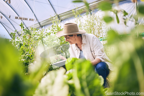 Image of Plants, greenhouse and woman on farm with sustainable business checklist, nature and happiness in garden. Agriculture, gardening and female farmer with smile, green leaves and agro vegetable farming.