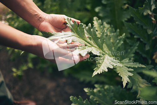Image of Plant, agriculture and leaf with hands of person for environment, sustainability and nature. Soil, farm and gardening with closeup of farmer in countryside field for ecology, organic and growth