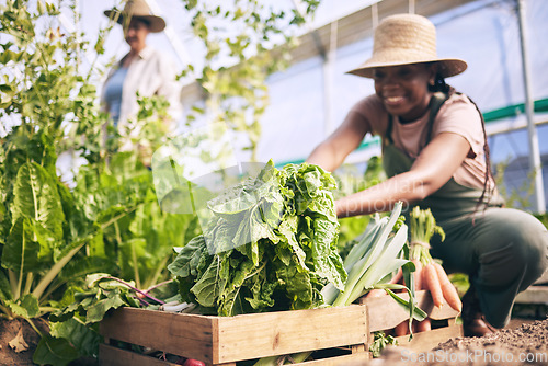 Image of Spinach, vegetables in box and green, black woman farming and sustainability with harvest and agro business. Agriculture, gardening and farmer person with fresh product and nutrition for wellness