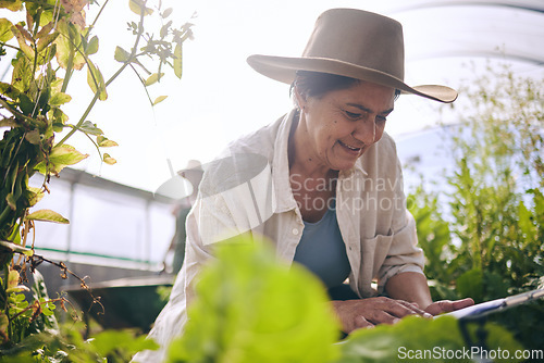 Image of Senior woman, agriculture and greenhouse with checklist, inspection of harvest and vegetable farming. Farmer, check crops and sustainability, agro business and clipboard with growth and gardening
