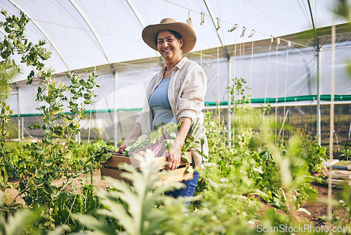 Image of Smile, greenhouse and mature woman on farm with sustainable business, nature and sunshine. Agriculture, gardening and happy face of female farmer, green plants and agro food farming of vegetables.