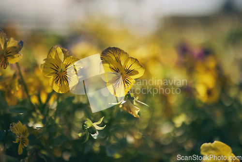 Image of Closeup flowers, outdoor field and landscape for growth, beauty and nature in summer with blurred background. Plants, leaves and spring with sustainability, garden and eco friendly for environment