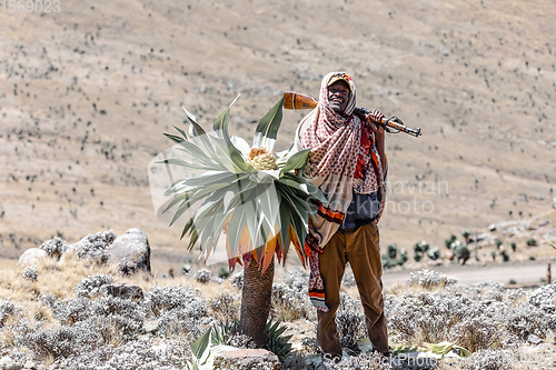 Image of park scout with rifle in Simien Mountain, Ethiopia