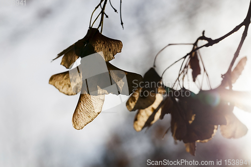 Image of autumn nature