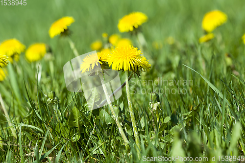 Image of beautiful yellow dandelion