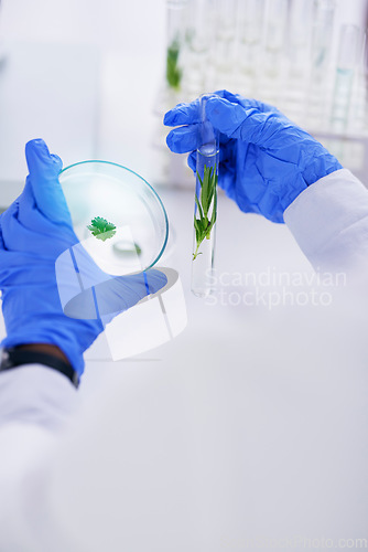 Image of Scientist, hand and plant with petri dish and sustainability research for agriculture in a laboratory. Leaf, data analysis and glass tube with science and studying for eco test and chemical exam