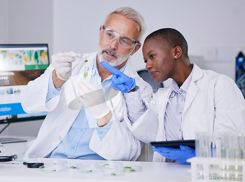 Image of Scientist, science team with test tube and plant, black woman and senior man with medical research in lab. Mentor, learning and leaf sample, environment study and collaboration for investigation