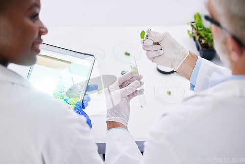 Image of Scientist, science and hands, test tube and leaves, black woman and senior man with medical research in lab. Mentor, learning and plant sample, environment study and collaboration for investigation