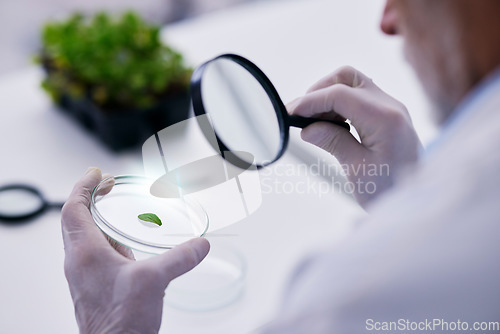 Image of Scientist, hand and plant with petri dish and magnifying glass research for agriculture in a laboratory. Leaf, data analysis and tube with science and studying for eco test and chemical ecology exam