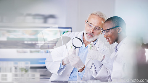 Image of Scientist, science and people, magnifying glass and plant in test tube, black woman and senior man with analysis in lab. Mentor, learn and leaves, medical research and environment study with review