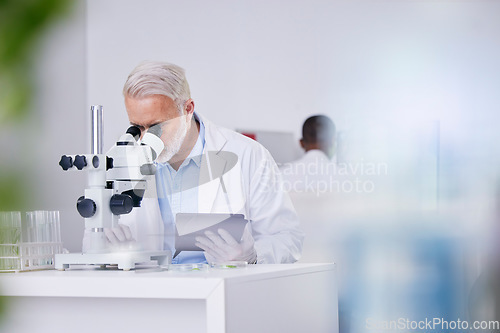 Image of Science, laboratory and man with microscope, tablet and research with plants, botany or sustainable medicine. Professional scientist with study on nature, growth and digital analysis of leaves in lab