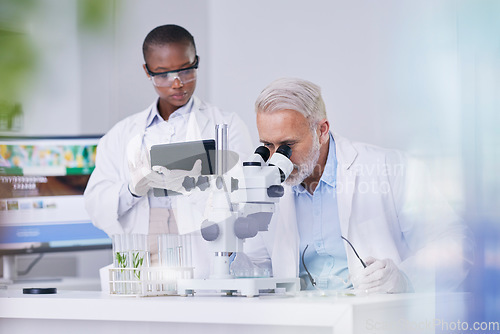 Image of Science, black woman with tablet and man with microscope, biotech and research with plants for sustainable medicine. Scientist team in study on nature, growth and digital analysis of leaves in lab.