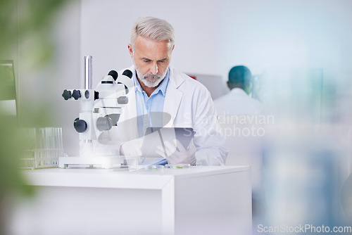 Image of Biotech, laboratory and scientist with microscope, tablet and research with plants, botany or sustainable medicine. Professional science man with study on nature, growth and digital analysis in lab.