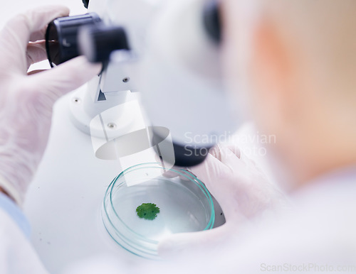 Image of Leaf in petri dish, microscope and scientist with analysis, liquid solution and environment science with medical research. Investigation, review and agriculture, person check plant sample in lab