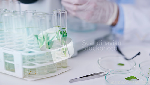 Image of Science, plant test tube and scientist hands with growth research, analysis and ecology study. Agriculture, leaf and working on eco experiment in laboratory, for sustainability and data analytics