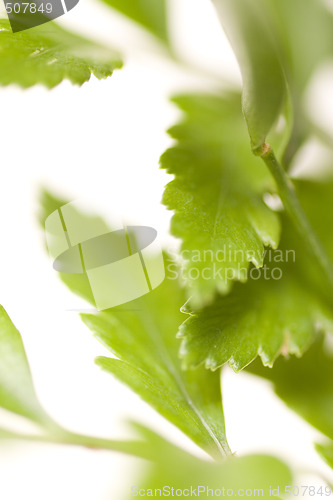 Image of Green leaves 