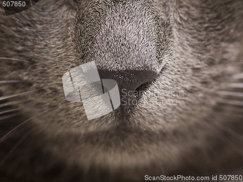 Image of cat nose