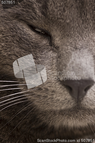 Image of gray cat