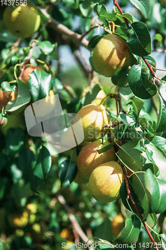 Image of Apple tree with apples