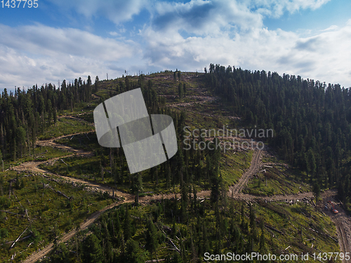 Image of Felled forest view