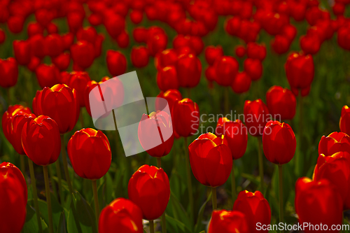 Image of colorful tulips field