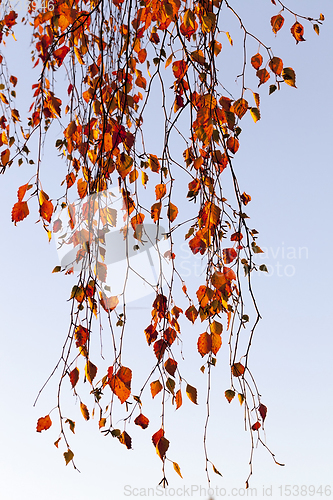 Image of birch foliage