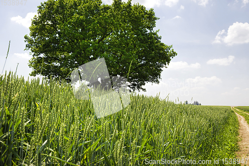 Image of one oak tree