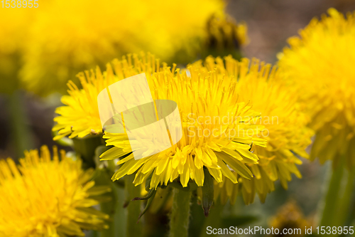 Image of photo of yellow dandelions