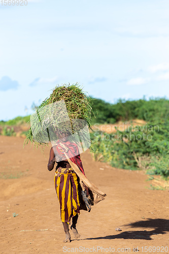 Image of Dasanesh woman carries tef on her head, Omorate, Omo Valley, Ethiopia