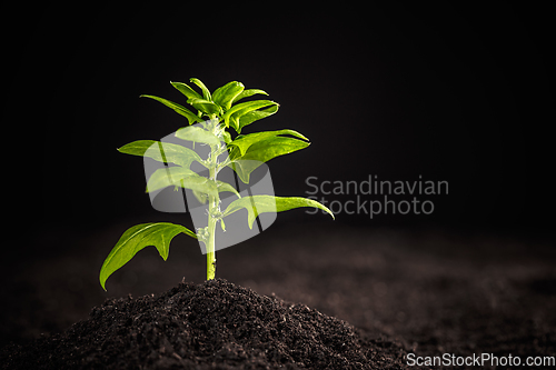 Image of Young spinach plant