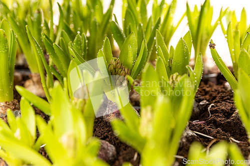 Image of Hyacinth flower bulbs