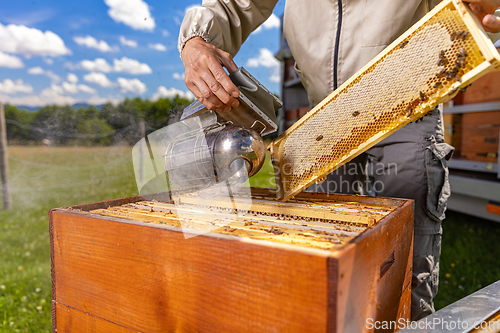 Image of Beekeeper at work