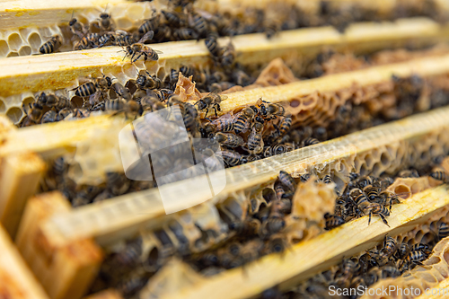 Image of Close up of bees in their hive.