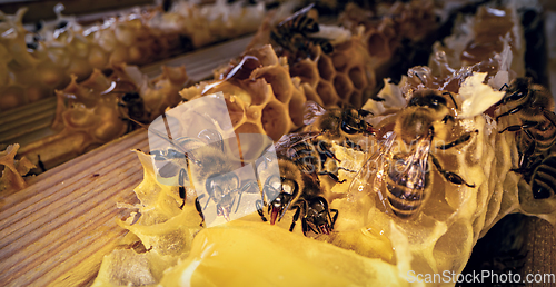 Image of Bees produce fresh, healthy, honey