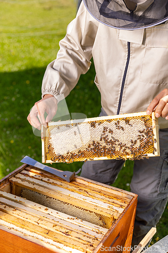 Image of Beekeeper holding a honeycomb