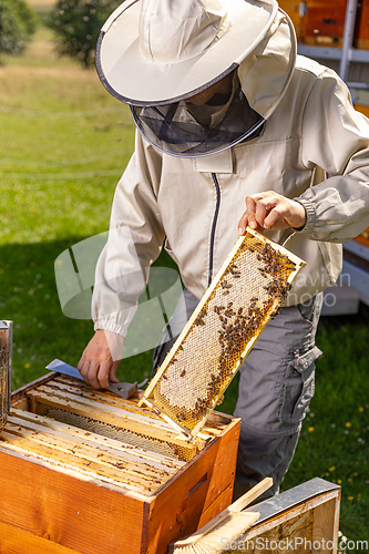 Image of Beekeeper in protective workwear working collect honey.