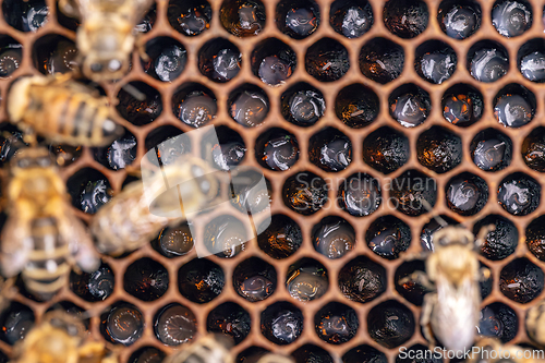 Image of Bee larvae in a brood hive.