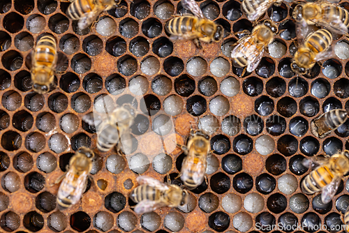 Image of Bees taking care of bee larva