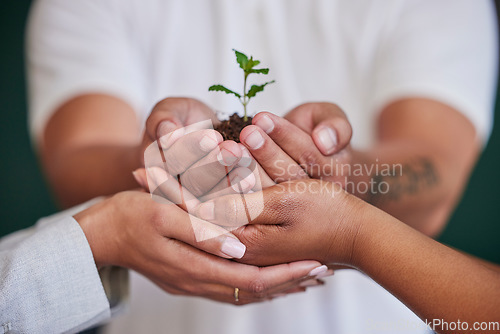 Image of Nature, plant and hands of business people support new tree life, green leaf grow or agriculture project development. Sustainable, environment investment and closeup team helping eco friendly future