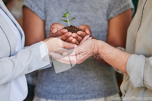 Image of Plant grow, hands and professional people support sustainability, green charity project or eco business development. Earth Day kindness, fertilizer soil and closeup team helping future climate change