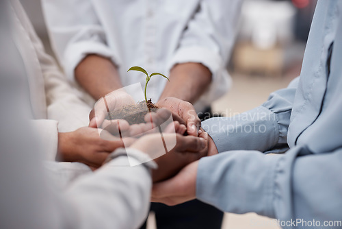 Image of Plant, hands and soil for business team with sustainability, growth or development. Closeup group of people for earth day, agriculture and eco friendly investment or climate change with collaboration