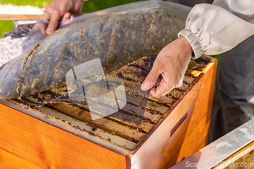 Image of Beehives on the apiary.