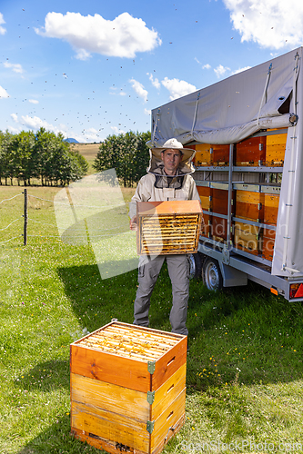 Image of Beekeeper holds a honey cells