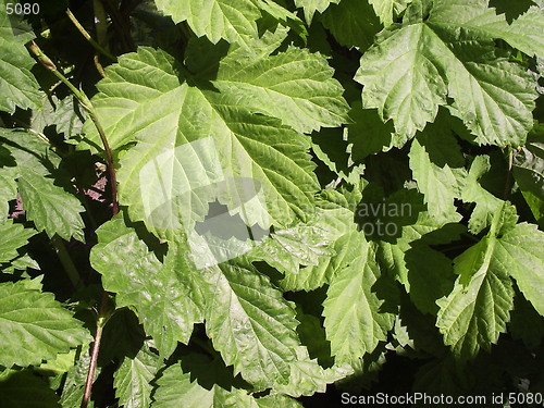 Image of Grass closeup