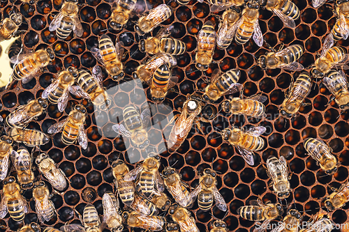 Image of Queen bee surrounded by her workers.