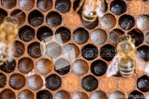 Image of Bee honeycombs with larvae