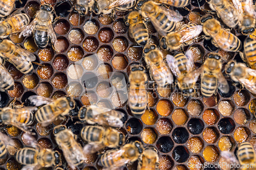 Image of Close up shot of bees in a bee hive