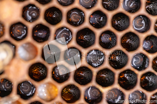 Image of Bee larvae on brood comb